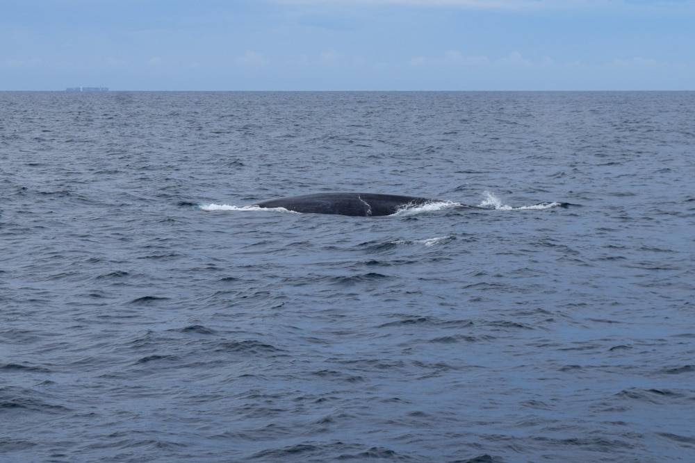 Whale Watching In Mirissa: The Ultimate Guide 2023