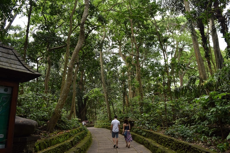 The sacred monkey forest without any monkeys.