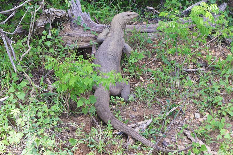 A big lizard walking through the grass in Yala national park, pictured whilst on a sri lanka safari