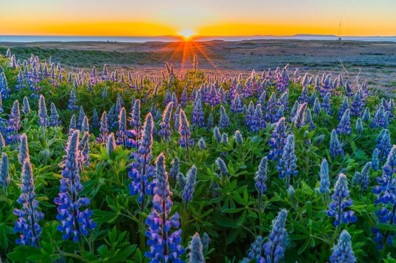 purple lupines with bright orange sunset in the background