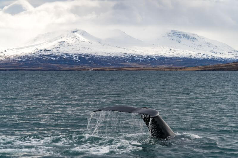 Whale fin diving down into the ocean with white mountains in background