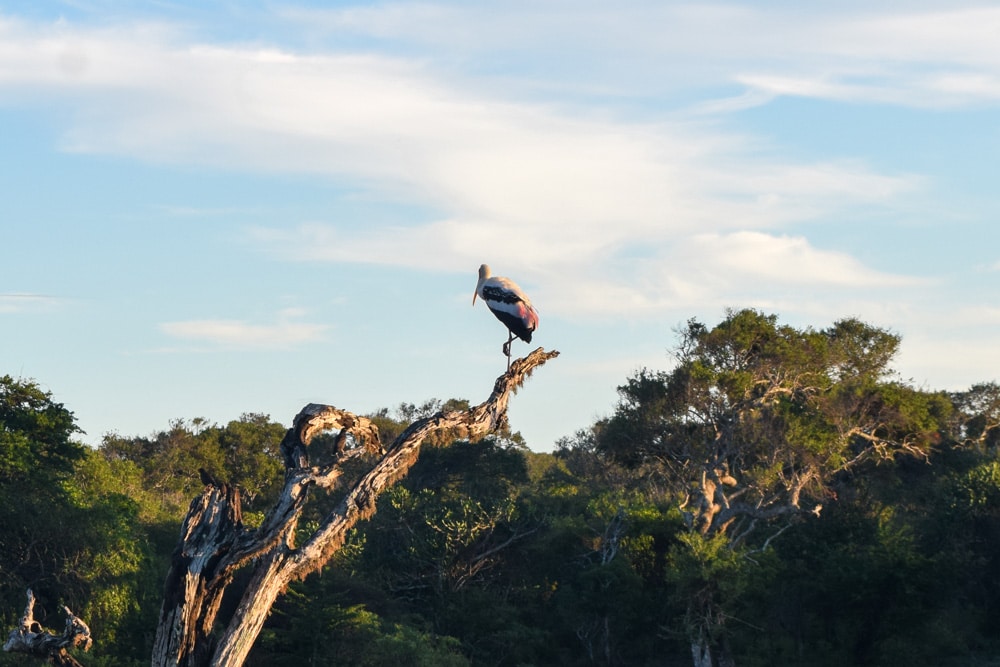 There are so many things to see in all of the yala safaris