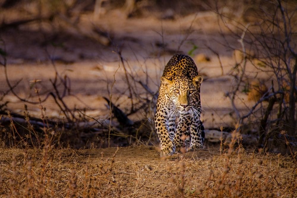 yala evening safari