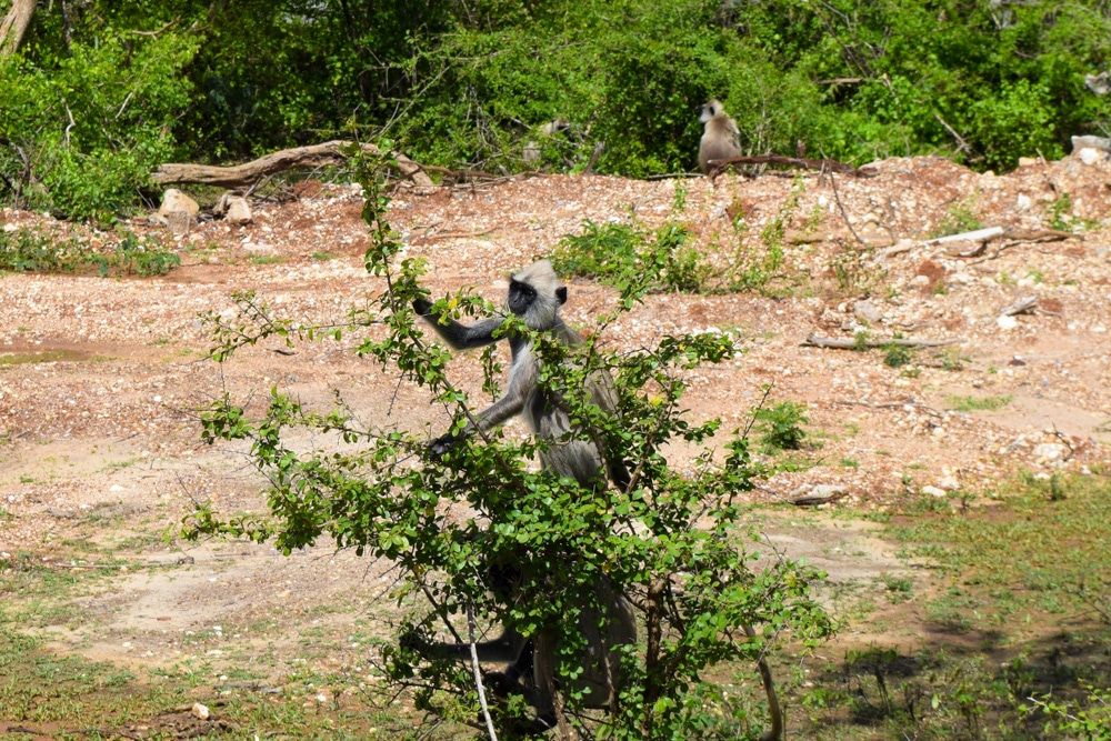 yala half day safari