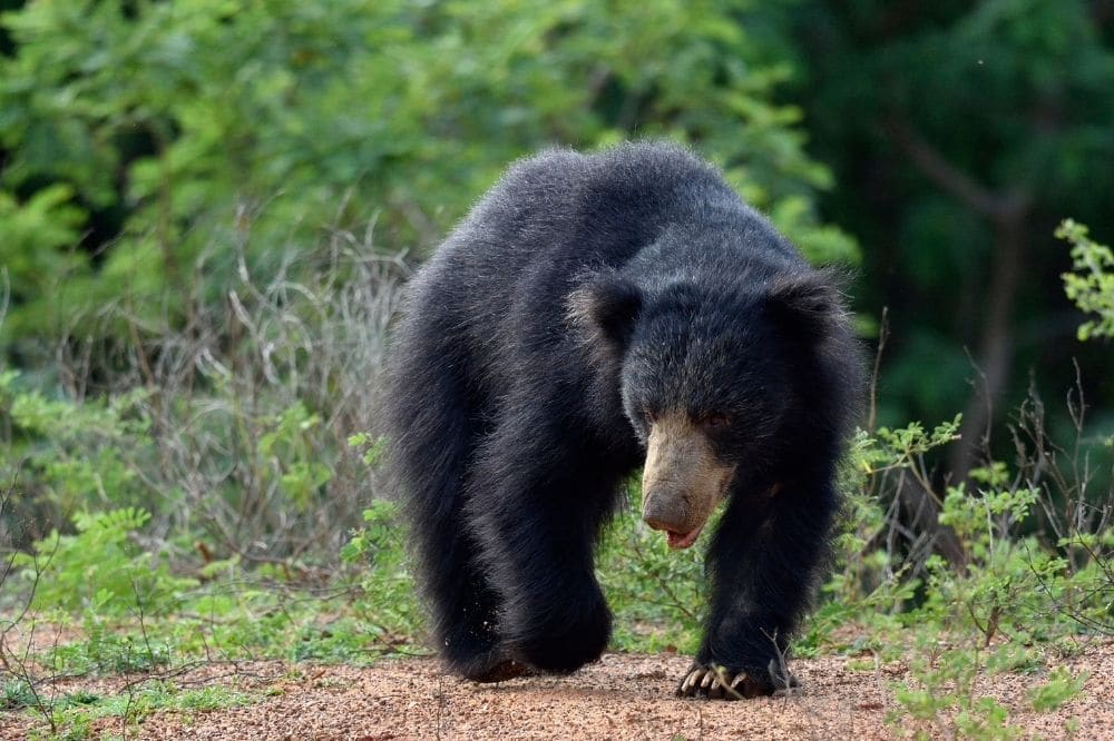 Sloth bears are so rare on yala safaris