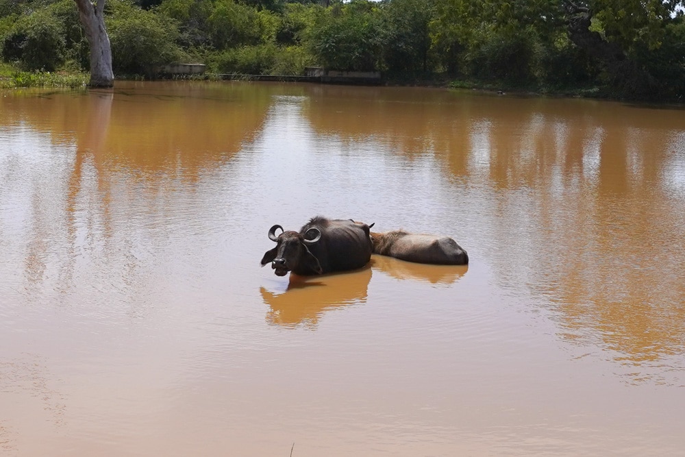 buffalo on our yala safaris