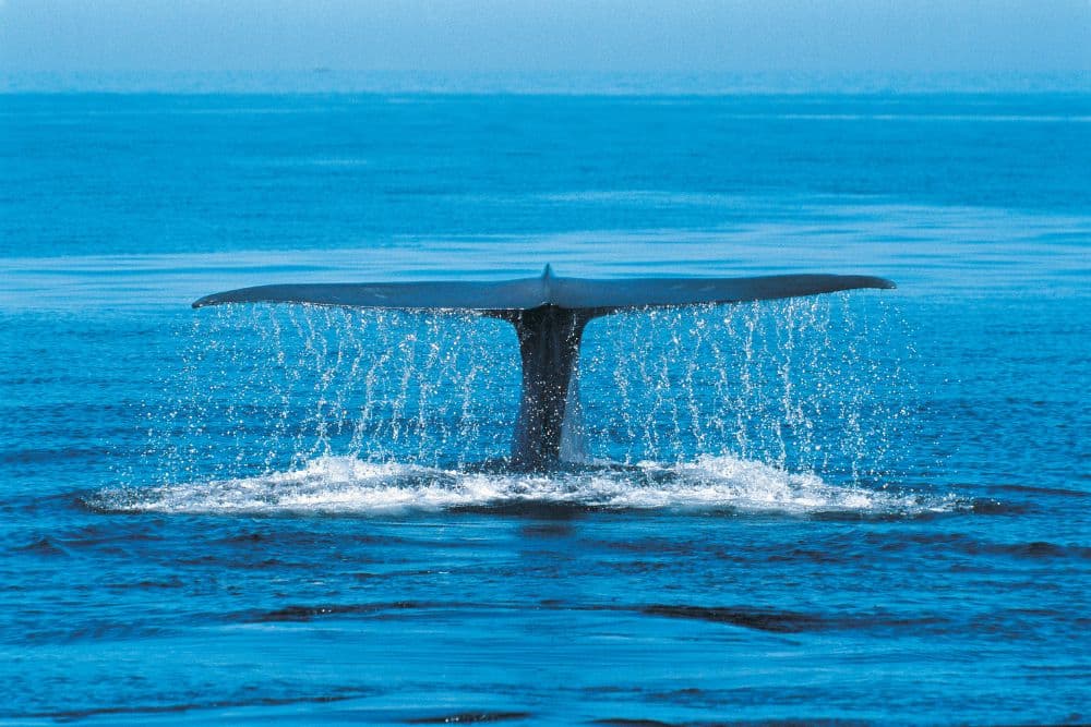 There are some iceland puffins tours that also see the majestic blue whale